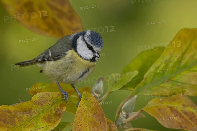 Blue tit (Cyanistes Caeruleus) adult bird in a garden magnolia tree with autumn colour leaves, Suffolk, England, United Kingdom