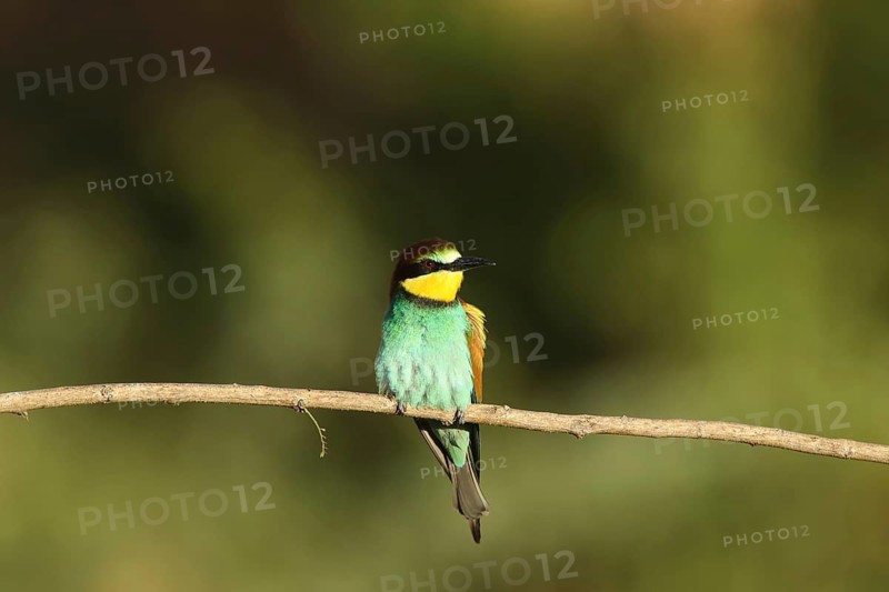 A colourful bee-eater perched on a branch in its natural habitat, bee-eater (Merops apiaster), Palatinate, Germany