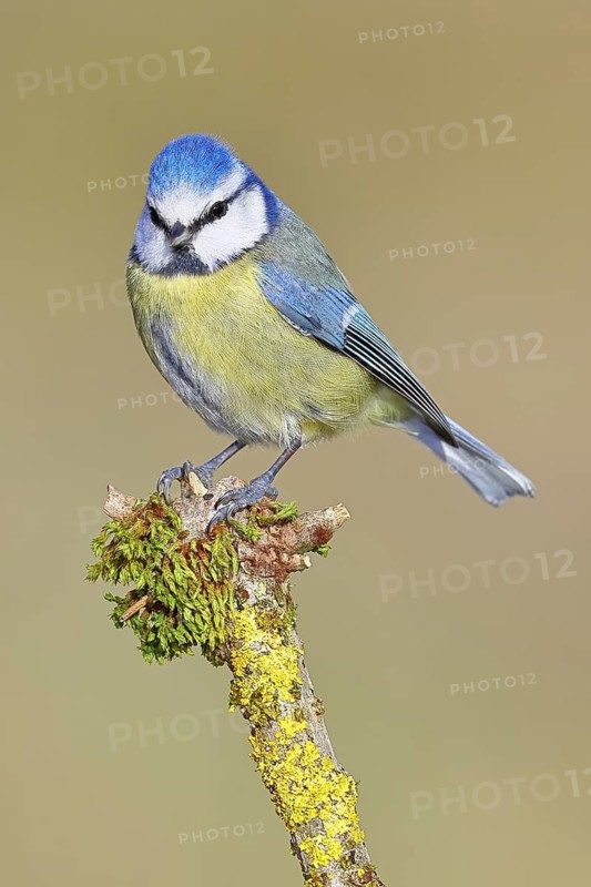 Blue Tit (Parus caeruleus), perched on a branch covered in lichen, Wilnsdorf, North Rhine-Westphalia, Germany