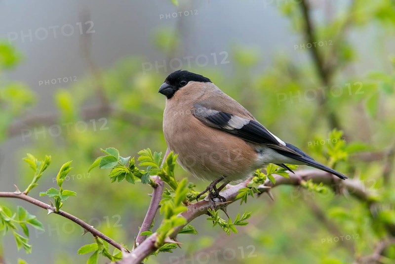 Bullfinch, Bullfinch, Pyrrhula Pyrrhula, Birds, Bullfinch, Female, Passeri, Songbirds, Birds, Female