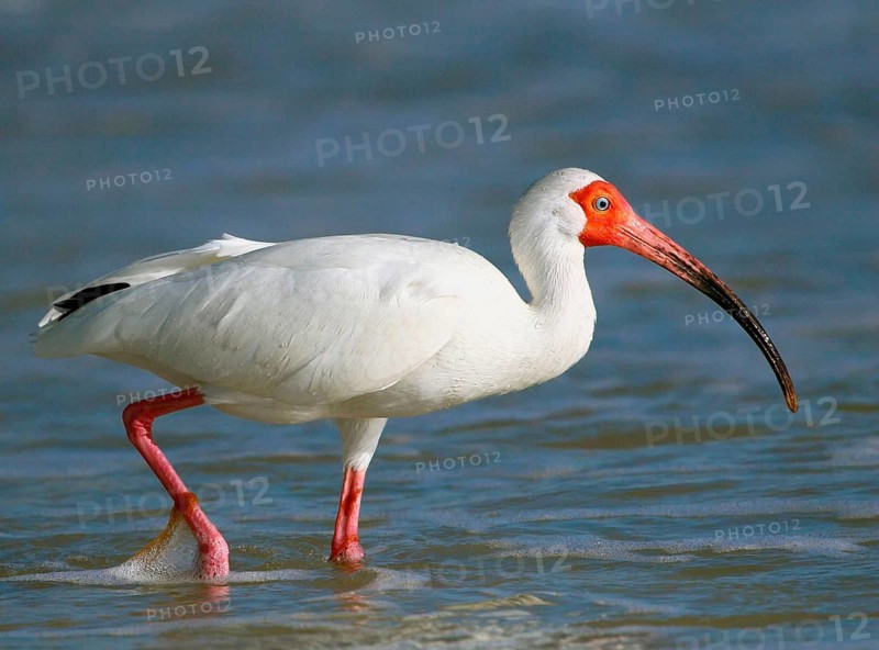 Animals, birds, ibis, white ibis (Eudocimus albus), Florida – USA, Florida, United States