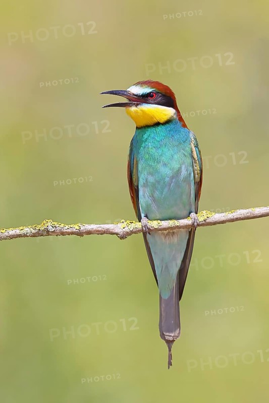 European bee-eater (Merops apiaster) perched on a branch, Lake Neusiedl, Burgenland, Austria