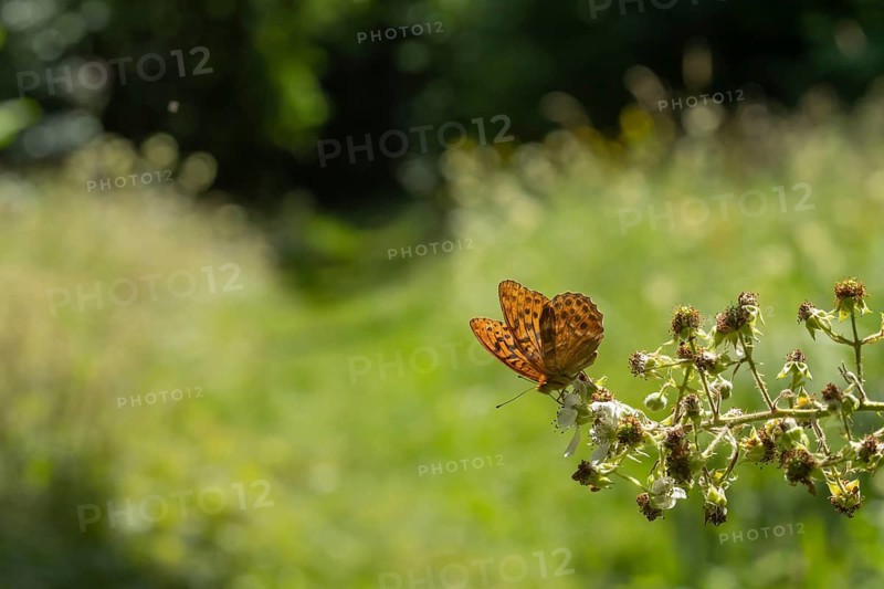 Silver-washed fritillary butterfly (Argynnis paphia) adult insect feeding on bramble flowers in summer, England, United Kingdom