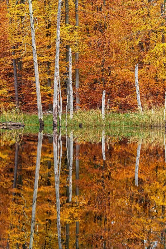 Schweingartensee in the UNESCO World Heritage Site Beech Forest Serrahn, Serrahn, Carpin, Mecklenburg-Western Pomerania, Germany