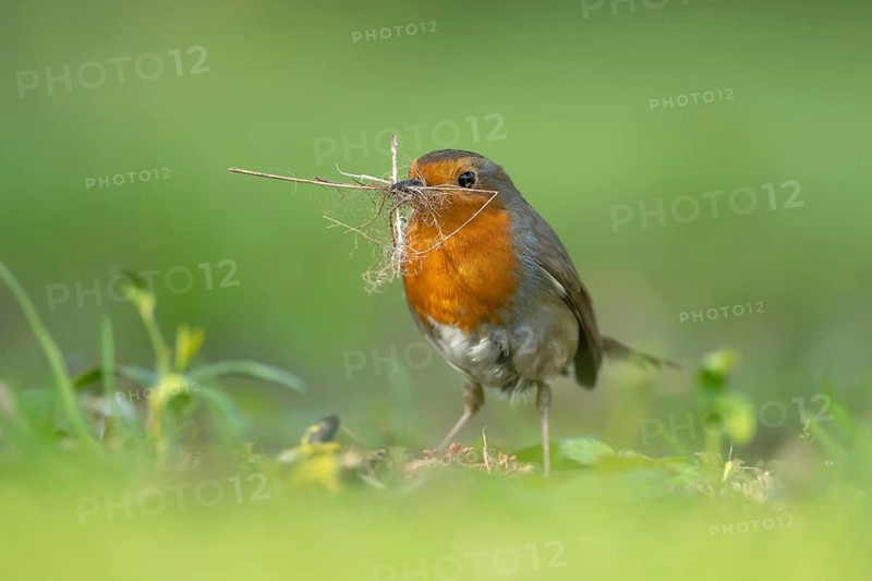 European robin (Erithacus rubecula) adult bird collecting nesting material from a garden in spring, Suffolk, England, United Kingdom