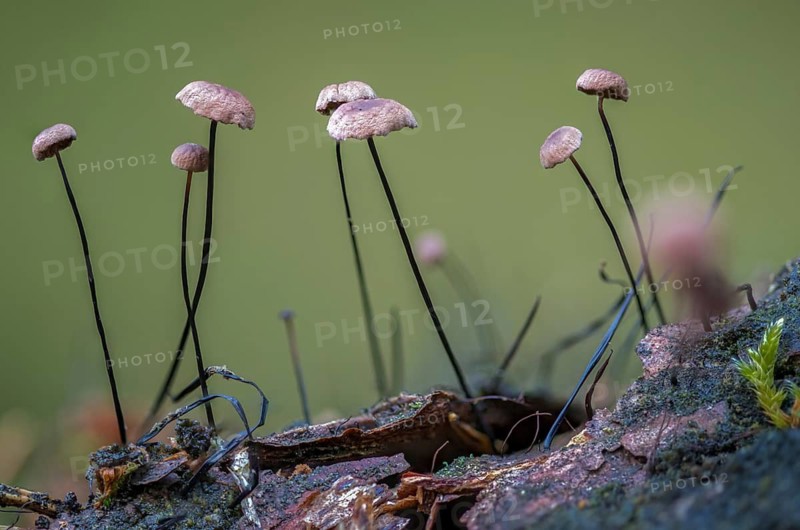 Androsaceus Androsaceu, Gymnopus Androsaceus, Horsehair Parachute, Marasmius Androsaceus, Horsehair Pale Porrot, Horsehair Swindle, Fungus, Fungus, Fungi, Swindle