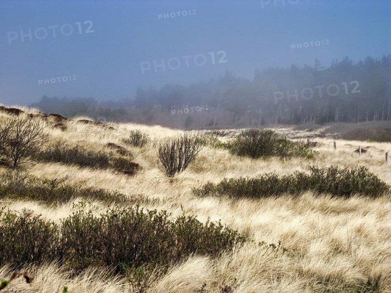 A typical dune landscape with dry, pale marram grass (Ammophila arenaria), shrubs, a mist-shrouded strip of woodland on the horizon, coastal mist in spring, Wenningstedt, Sylt, Germany