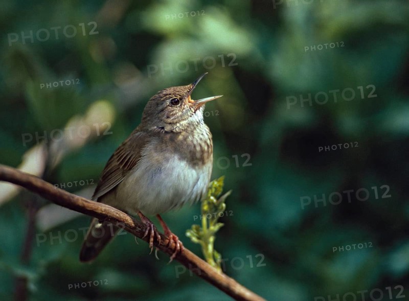 Locustella fluviatilis, river warbler, swirl, birds, song, male, passeri, singing, songbirds, birds