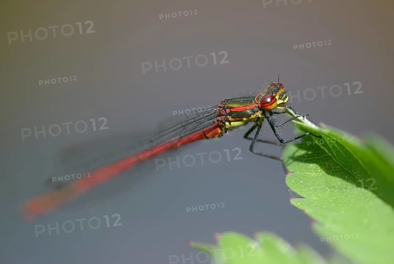 Early Adonis dragonfly, large red damselfly, Pyrrhosoma nymphula, damselflies, dragonflies, insects, dragonflies, odonata, zygoptera