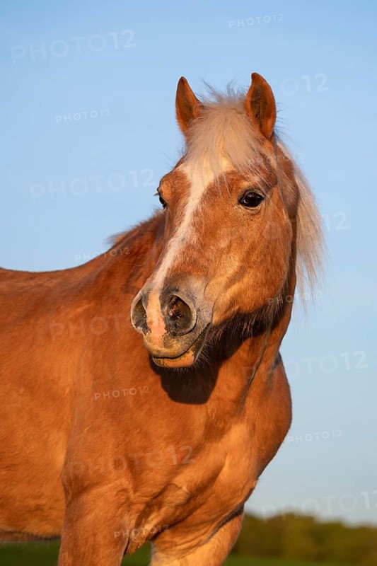 Horse, Haflinger, gelding, portrait, evening, blue sky