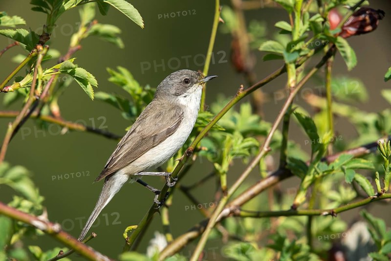 Rattleswarbler, Lesser Whitethroat, Sylvia Curruca, Birds, Call, Song, Passeri, Call, Singing, Songbirds, Birds, Warbler