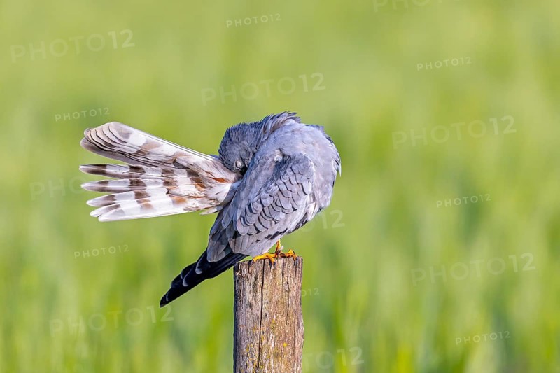 Montagu's harrier (Circus pygargus) adult male preening tail feathers while perched on wooden fence post along field in spring