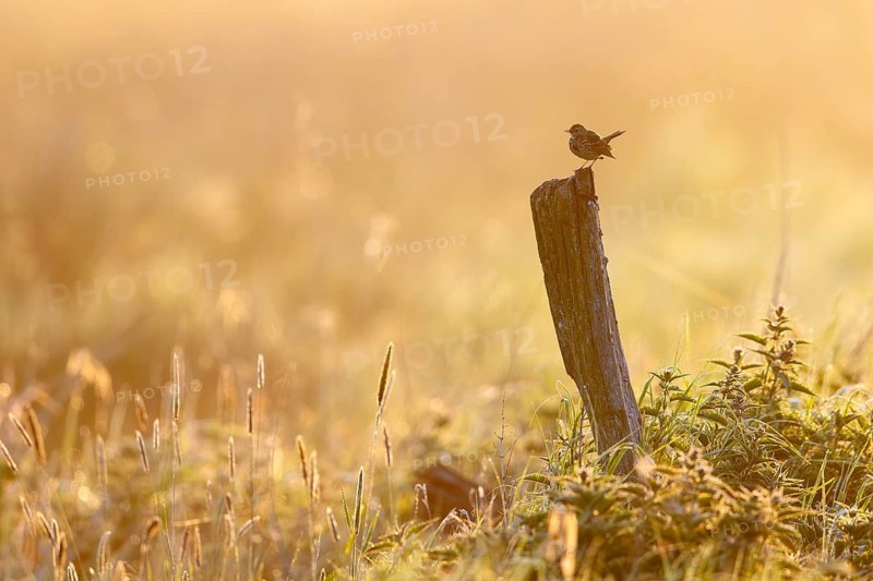 Meadow pipit (Anthus pratensis) perched on wooden fence post along meadow at dawn in spring