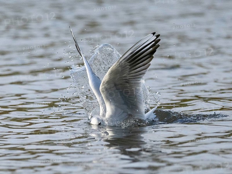 A black-headed gull dives into water, Ümminger See, Bochum, Ruhrpott, North Rhine-Westphalia, Germany