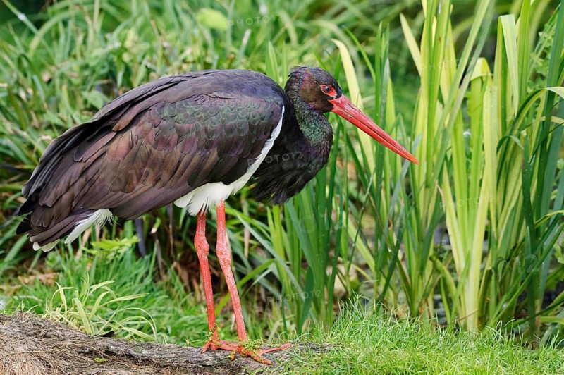 Black Stork (Ciconia nigra), Hesse, Germany