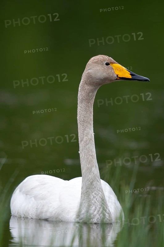 Cygnus Cygnus, Sweden, Singing Swan, Whooper Swan, Anatidae, Birds, Duckbirds, High Size, Portrait, Swan, Swans, Sweden, Birds, Waterbirds
