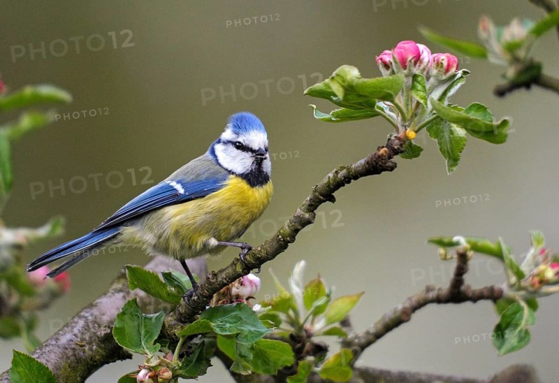 Blue tit, Parus caeruleus, birds, spring, garden, meadow orchard, tit, passeri, songbirds, song birds, jump, orchard, tits, birds