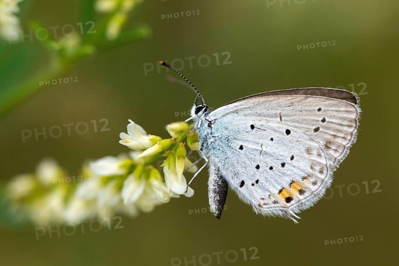 Cupid argiades, short-tailed blue, butterfly, insects, butterfly, short-tailed blue, butterflies, tailed cupid