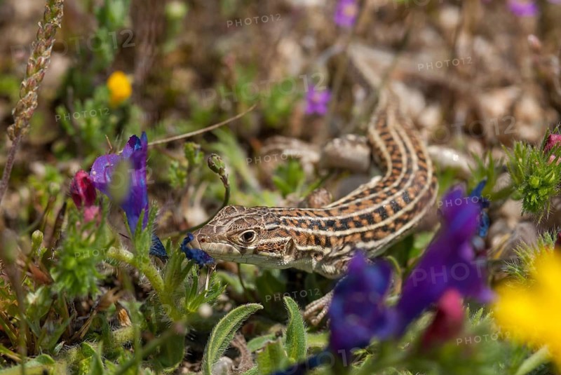 Acanthodactylus erythrurus, European fringe finger, spiny-footed lizard, critters, lizards, lizards, extremadura, reptilia, reptiles, Spain