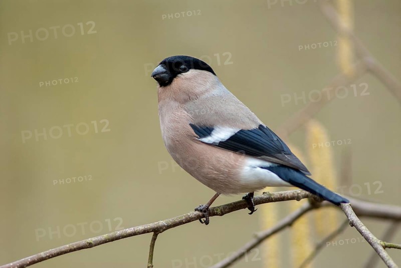 Bullfinch, Bullfinch, Pyrrhula Pyrrhula, Birds, Bullfinch, Female, Passeri, Songbirds, Birds, Female