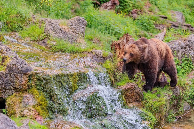 A female brown bear (Ursus arctos arctos) is walking through dense vegetation in hilly terrain, crossing streams and small waterfalls along the way. Transylvania, Romania