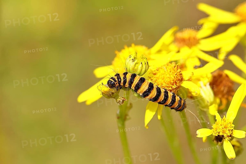 St. James's ragwort moth or blood moth (Tyria jacobaeae), butterfly caterpillars, moths, family of bear moths (Arctiidae), caterpillar, feeds on St. James's ragwort (Senecio jacobaea), Cochem, Moselle, Rhineland-Palatinate, Germany