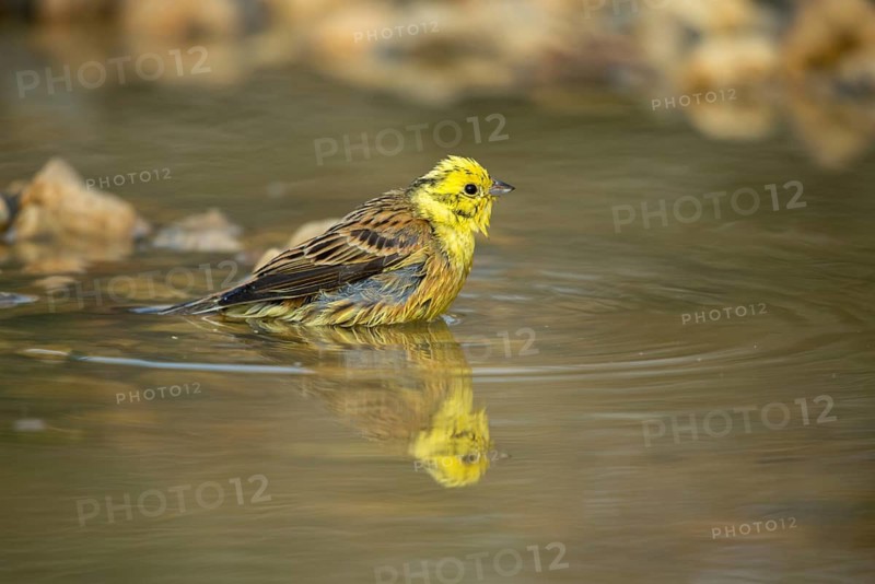 Emberiza Citrinella, Yellowhammer, Yellowhammer, Bath, Bird Bath, Birds, Mirror, Passeri, Songbirds, Reflection, Potion, Birdbath, Birds, Watering Place