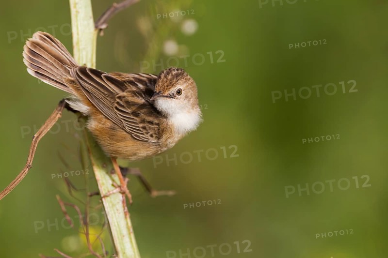 Zitting Cisticola - Zistensänger - Cisticola juncidis ssp. cisticola, Morocco