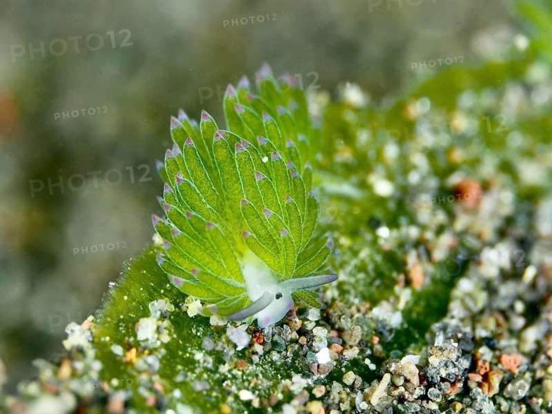 Small green nudibranch, the ‘Shaun the Sheep' nudibranch (Costasiella kuroshimae), on the seabed. The nudibranch is also known as ‘Shaun the Sheep'. Marine nudibranch with kleptoplastids. The chloroplasts, which have been taken up from the green alga Avrainvillea lacerata and stored within its own body, are clearly visible. Body length approx. 3 mm. Dive site: Puri Jati, Umeanyar, Bali, Indonesia