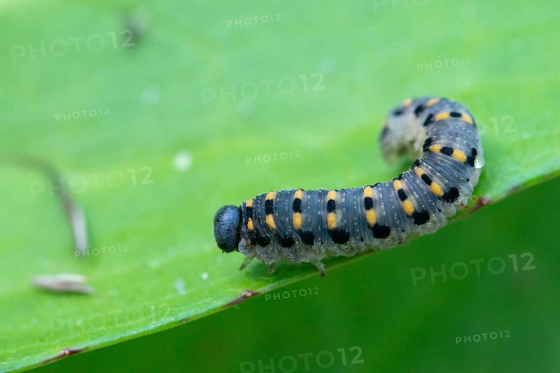 Abia sericea, cimbicidae, club horned sawfly, hymenoptera, clubhorn leaf wasp, clubhorn leaf wasps, small silky clubhorn leaf wasp, plant wasps, scabious sawfly, symphyta, inchworm, insects, larva, caterpillar