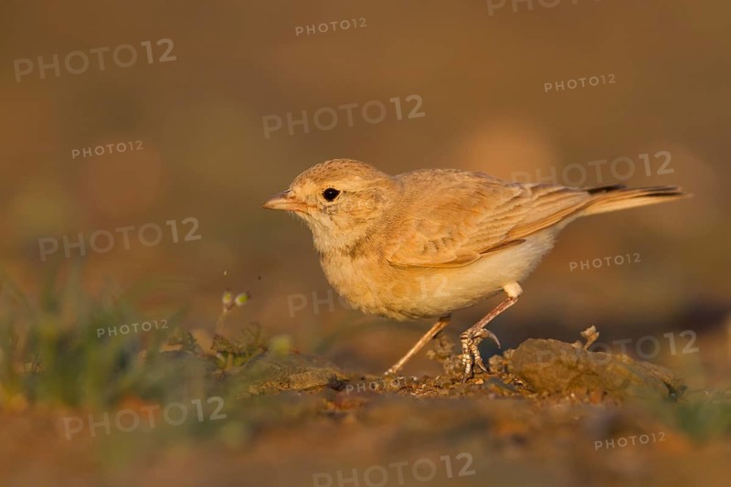 Bar-tailed Desert Lark - Sandlerche - Ammomanes cincturus, Marokko, adult
