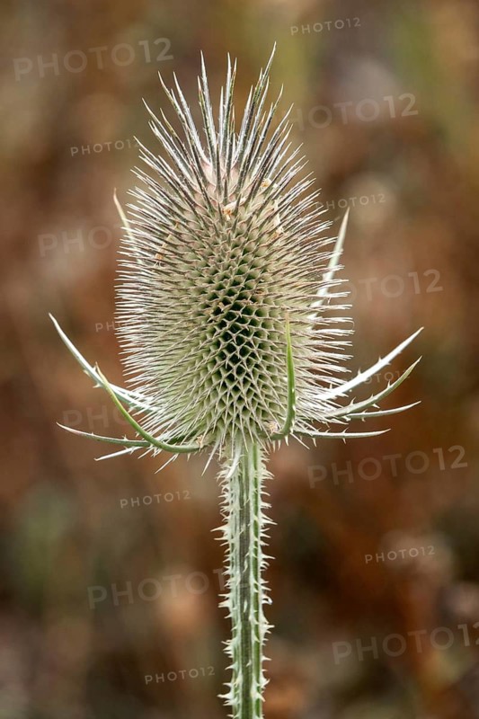 Wild teasel (Dipsacus fullonum), Baden-Württemberg, Germany