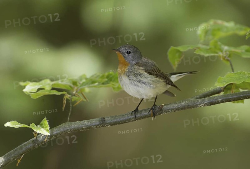 Red-breasted Flycatcher (Ficedula parva), Mecklenburg-Western Pomerania, Germany