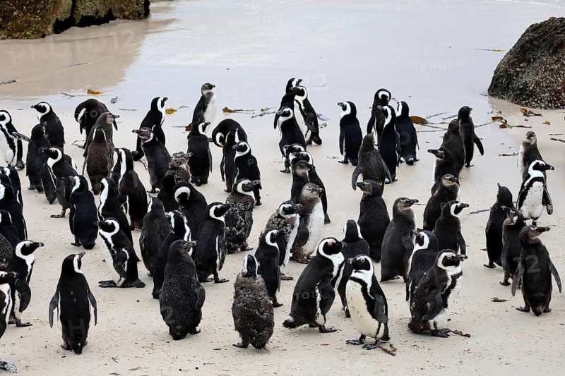 African penguin (Spheniscus demersus), adult, group, on the beach, by the water, Boulders Beach, Simonstown, Western Cape, South Africa