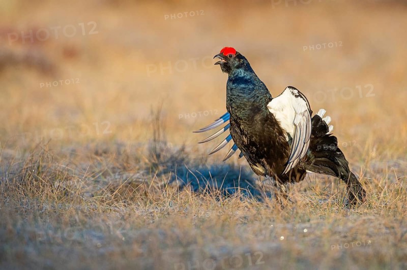 Black grouse (Lyrurus tetrix), black grouse courtship in Sweden, Fågelsjö, Gävleborgs län, Sweden