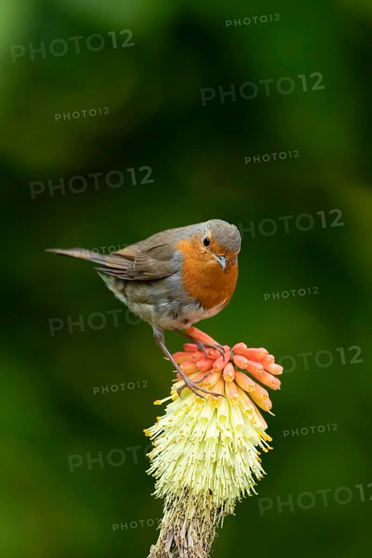 European robin (Erithacus rubecula) adult garden bird on a red hot poker flower in summer, England, United Kingdom
