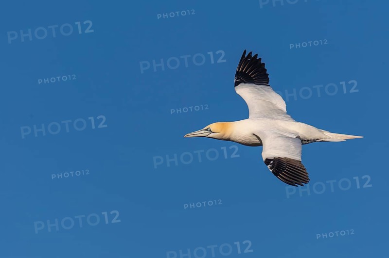 Northern Gannet (Morus bassanus) in flight, Heligoland, Schleswig-Holstein, Germany