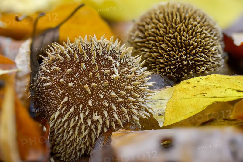 Hedgehog bovist, hedgehog dust, lycoperdon echinatum, dust, fungi, fungus, mushrooms, spiny puffball, spring puffball