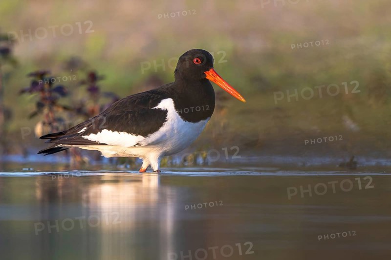 Eurasian Oystercatcher (Haematopus ostralegus), North Rhine-Westphalia, Germany