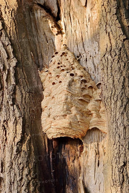 Hornets (Vespa crabro), nest on a tree trunk, hornet's nest, North Rhine-Westphalia, Germany