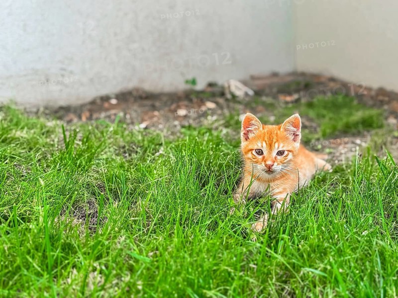 A small orange tabby kitten lies in green grass. The kitten has bright eyes and a playful demeanor, surrounded by a natural outdoor setting