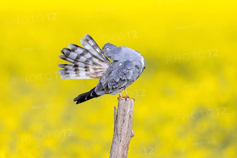 Montagu's harrier (Circus pygargus) adult male preening tail feathers while perched on wooden fence post along rapeseed field in spring