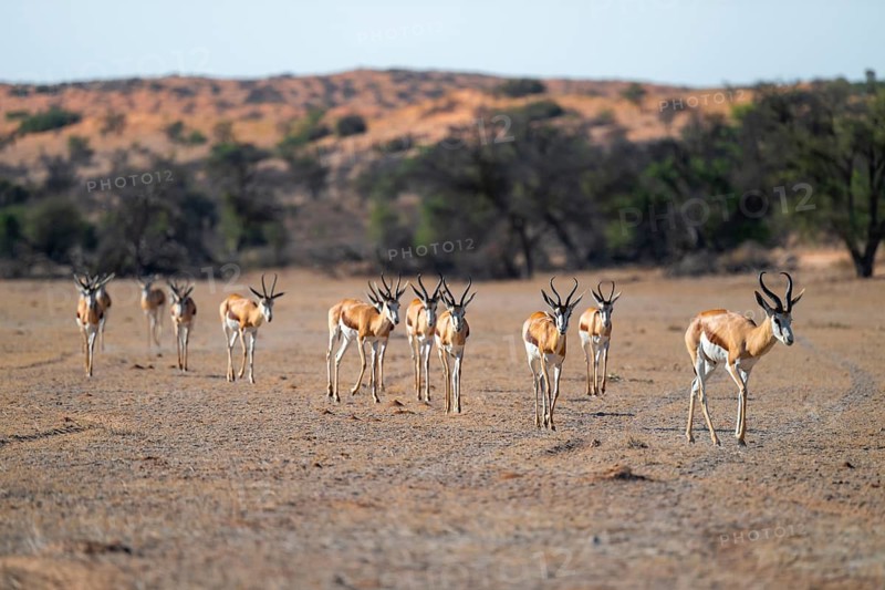 Springbok (Antidorcas marsupialis), herd in the dry Auob riverbed, Kalahari Desert, Kgalagadi Transfrontier Park, South Africa