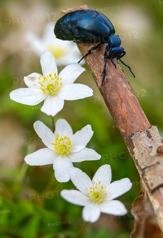 Anemone nemorosa, blue mayworm, bush anemone, buttercup, mayworm, meloe cf violaceus, meloid beetle, ranunculaceae, purple oil beetle, beetle, coleoptera, flora, high size, portrait, insects, beetles, oil beetle, plants, plants, thimbleweed, windflower, wood wood anemone, oil beetle
