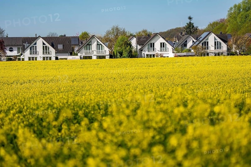 Residential development, residential area, single-family houses, in the south of Essen, living in the countryside, yellow rapeseed field, North Rhine-Westphalia, Germany