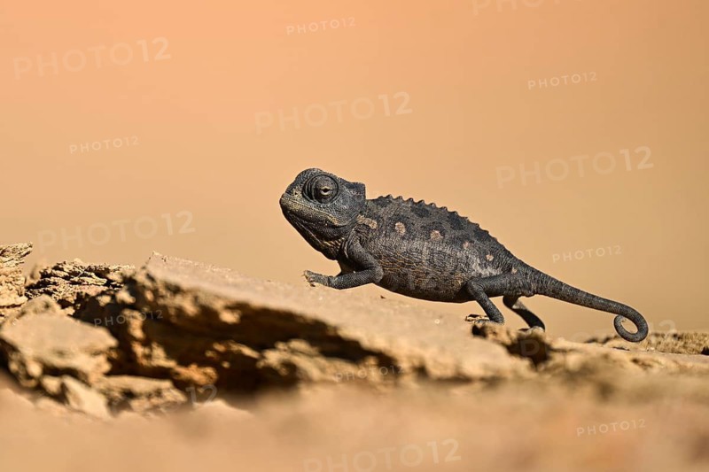 Desert chameleon, Namaqua chameleon (Chamaeleo namaquensis), Namib Desert near Swakopmund, Namibia