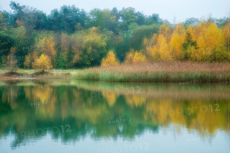 Autumn glowing birches on the edge of a lake, Vechta, Lower Saxony, Germany