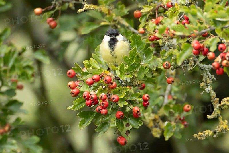 Great tit (Parus major) adult garden bird on a Hawthorn tree with red berries in summer, England, United Kingdom