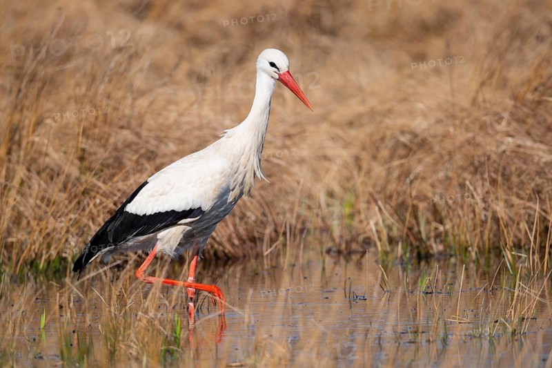 White Stork (Ciconia ciconia), Lembruch, Lower Saxony, Germany