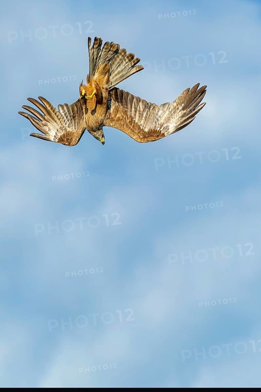 Black Kite (Milvus migrans) in flight, Müritz National Park, Feldberg Lake District, Mecklenburg-Western Pomerania, Germany